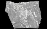 Wide Fossil Seed Fern Plate - Pennsylvania #65911-2